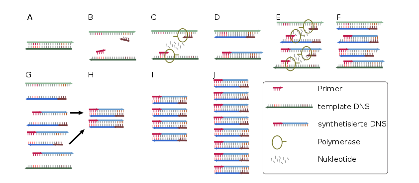Grafik zur Erläuterung der PCR. Die DNA wird aufgesplittet, mit Hilfe der Polymerase (und der Primer) verdoppelt und dann wieder aufgesplittet. Das ganze durch mehrere Durchgänge.